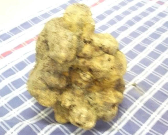 p1040334 Tyler Gray's 2lb White Alba Truffle