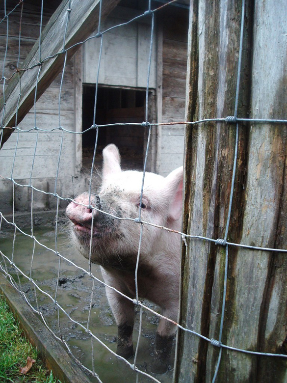 owen12 Pig at Kilby