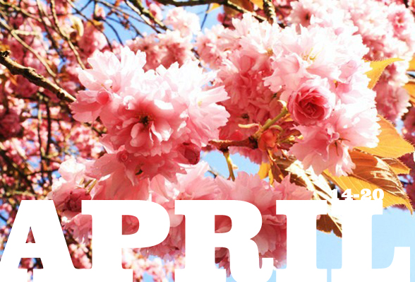 Cherry-Blossoms
