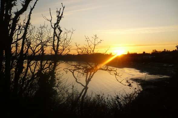 willows
