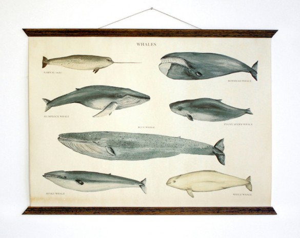 Whales