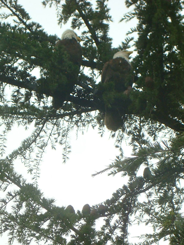 Eagles