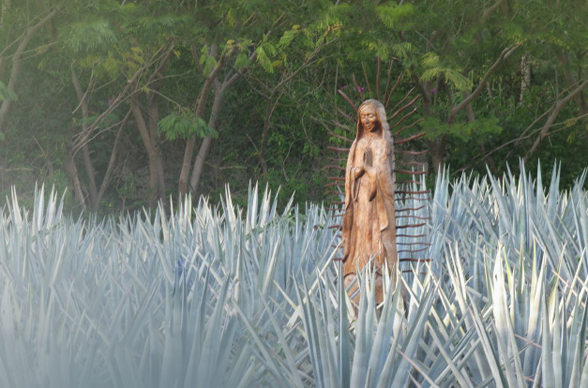 vancouverclub-agave-Goods-Release-2